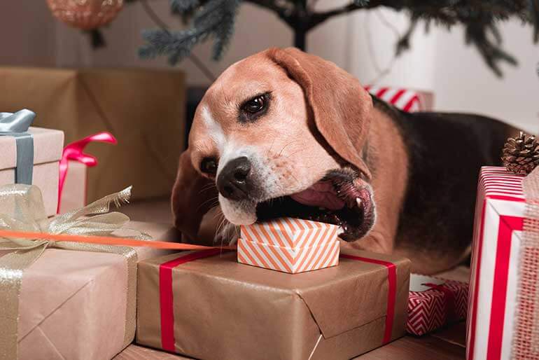 Presents Your Pet Will Love in 2021 | Metro Self Storage