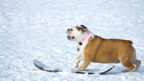 A dog rides down a snowy hill on a snowboard.