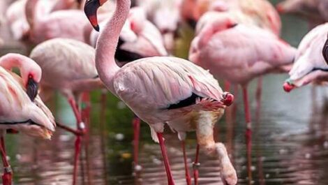 Flock of Pink Flamingos