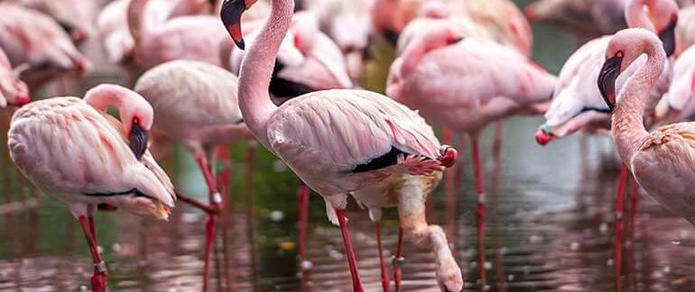 Flock of Pink Flamingos