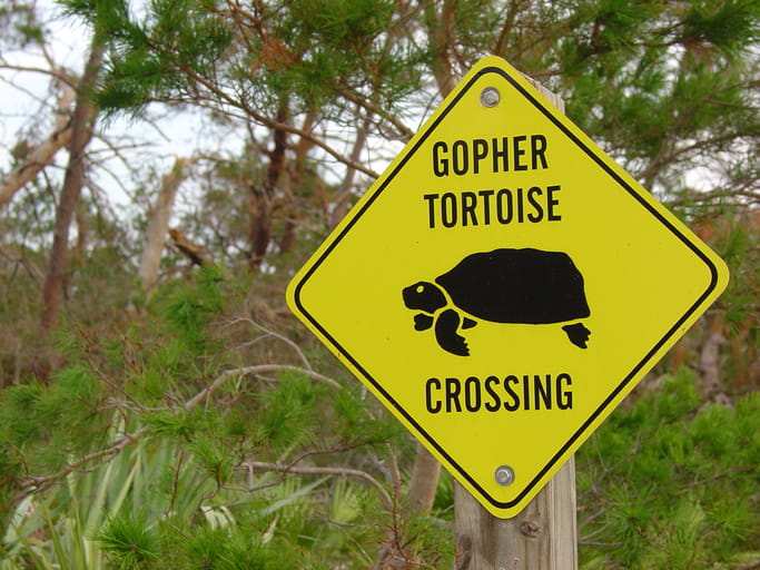 Gopher tortoise crossing sign.