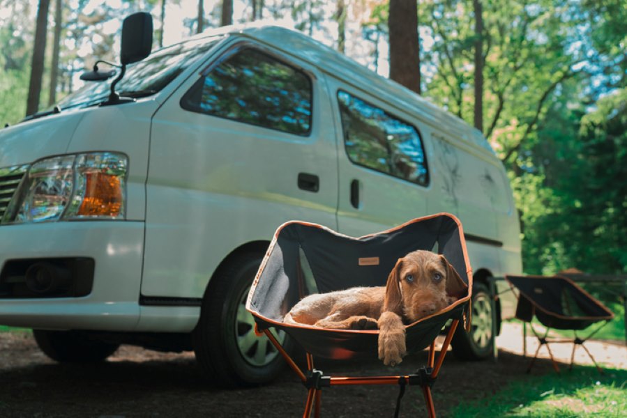 A dog sitting on a lawn chair outside with its RV camper in the background