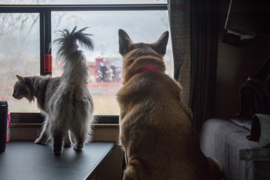 A dog and a cat inside the RV looking out a window at the RV park and campsite.