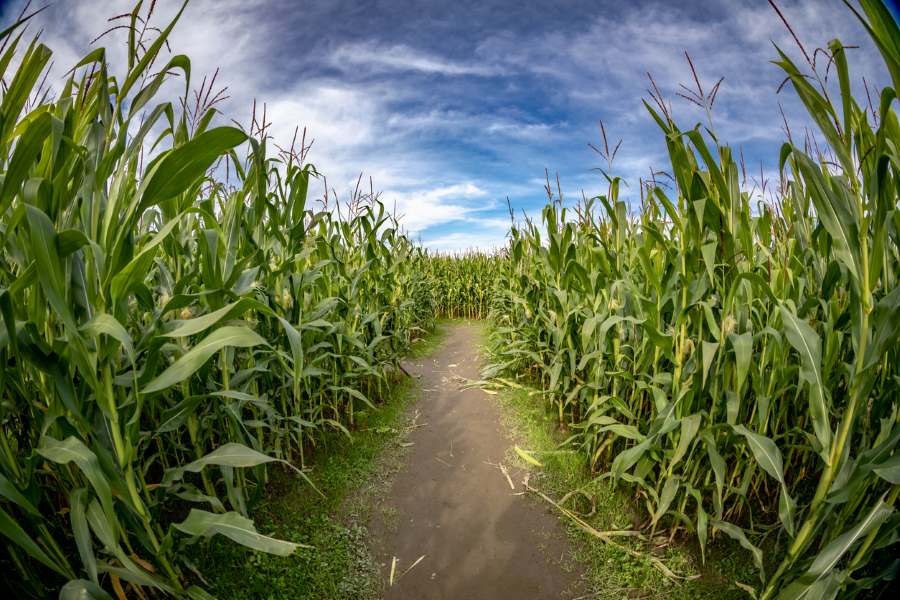 A narrow path through a corn maze