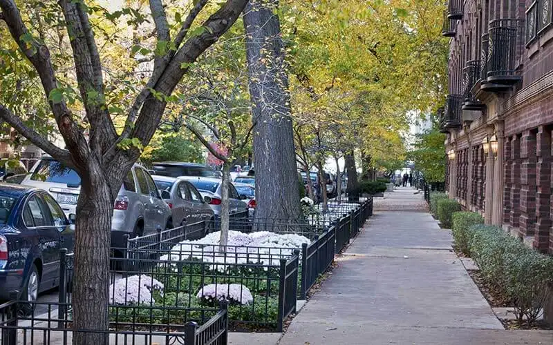 Chicago sidewalk lined with trees on one side and buildings on the other