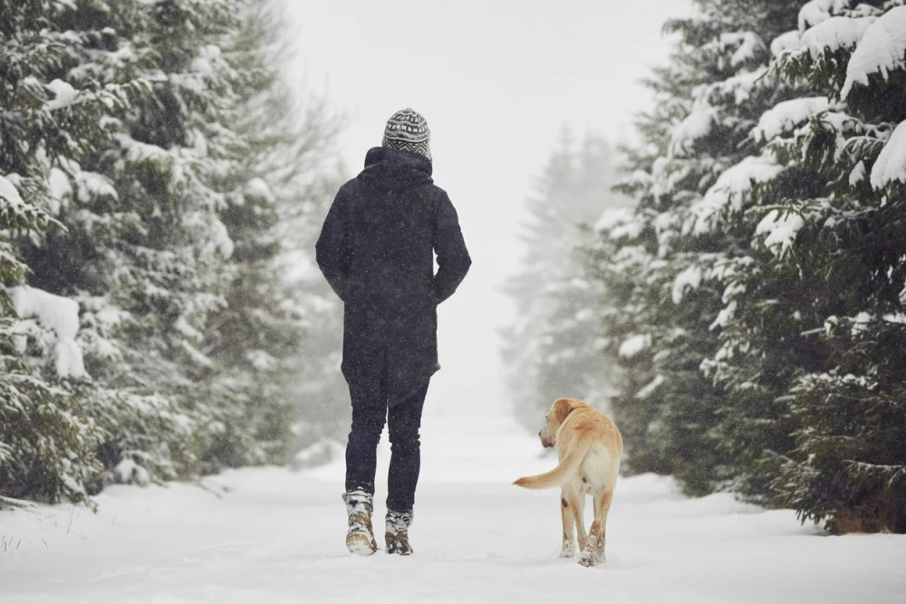 Hiker walks down a snowy path lined with evergreen trees while a yellow lab dog walks beside them