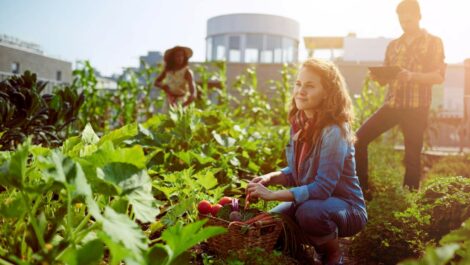 A group of gardeners tends crops at a community garden while picking fresh produce.