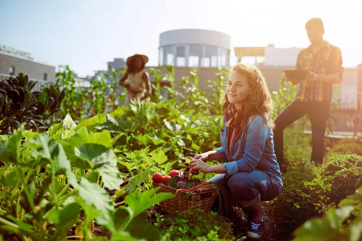 A group of gardeners tends crops at a community garden while picking fresh produce.